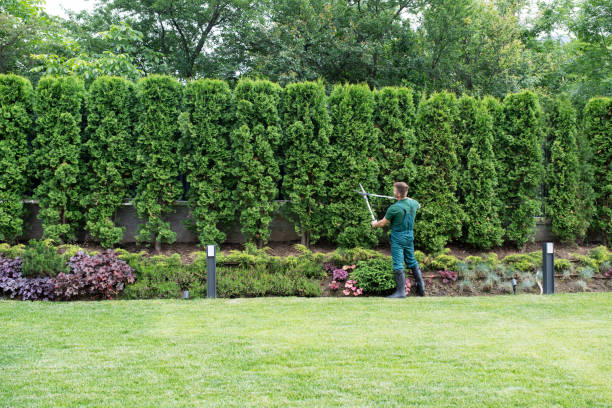 Best Arborist Consultation Services  in Independent Hill, VA